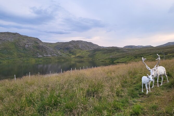 The North cape and the King crab - Key points to know before you book