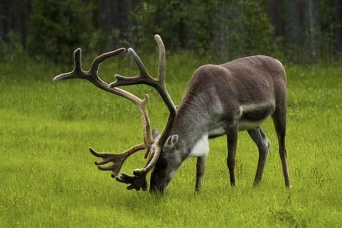 The North Cape, Reindeer and Sami Families Tour - Nordkapp Hall and the famous cliff