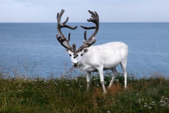 The North Cape, Reindeer and Sami Families Tour - Is the cruise return promise reliable?