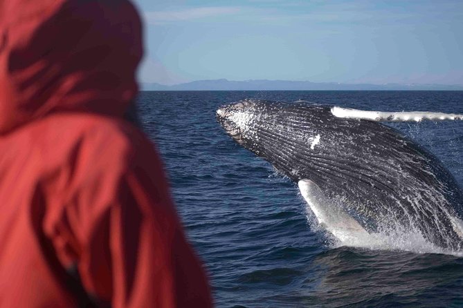 The Original Classic Whale Watching from Reykjavik - Sailing Out From Ægisgarður 5c