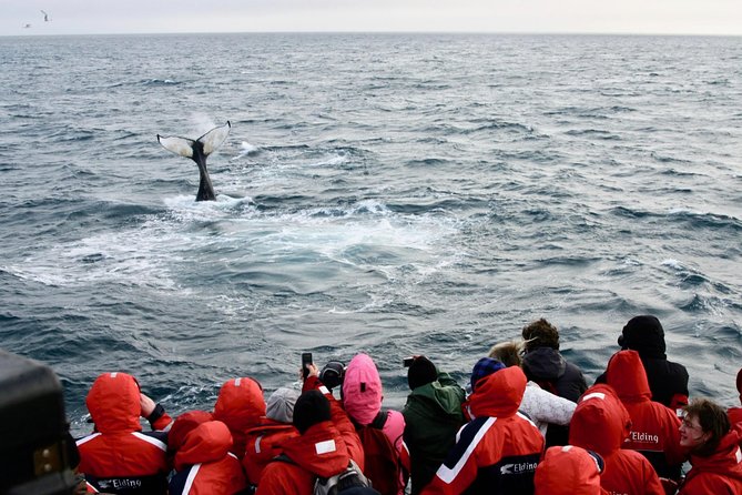 The Original Classic Whale Watching from Reykjavik - Guides, Commentary, and Wildlife Lessons