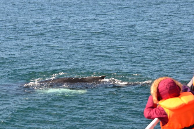 The Original Classic Whale Watching from Reykjavik - Staying Warm on the Open Deck