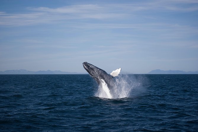 The Original Classic Whale Watching from Reykjavik - Who Will Enjoy This Most?