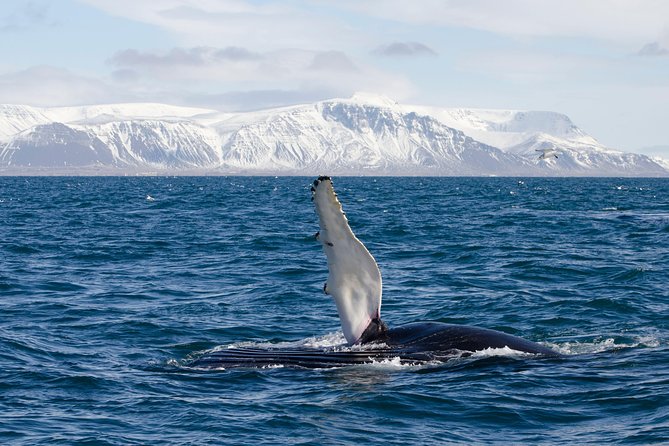 The Original Classic Whale Watching from Reykjavik - Booking, Weather, and Cancellation Details