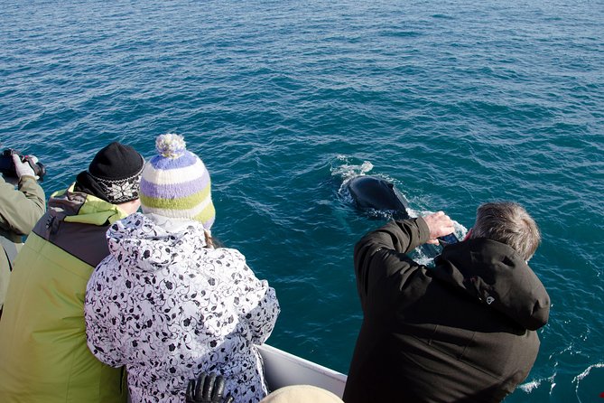 The Original Classic Whale Watching from Reykjavik - Faxaflói Bay and the Search for Whales