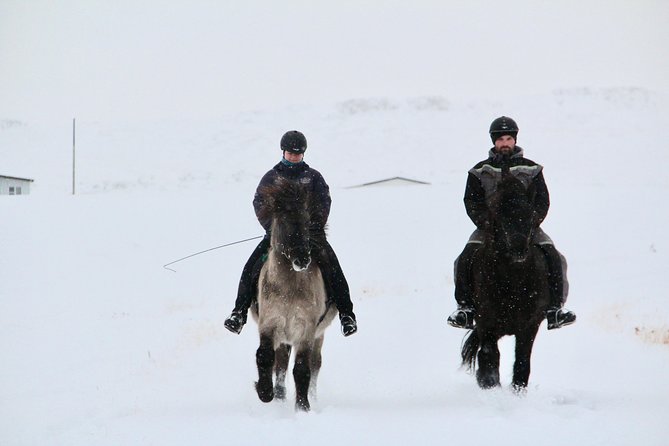 The Viking Horse Riding Experience in North Iceland - Choosing the right horse for your ability