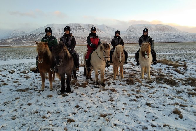 The Viking Horse Riding Experience in North Iceland - Is the $123.75 price good value?