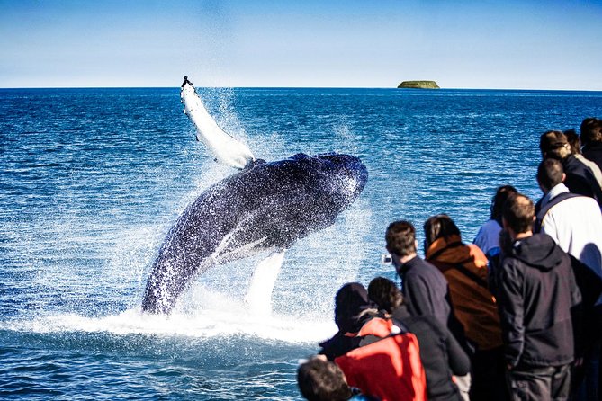 Traditional Oak Ship Whale Watching Tour From Husavik - Sailing from Húsavík into Skjálfandi Bay