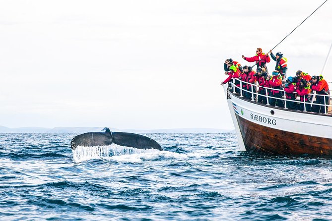Traditional Oak Ship Whale Watching Tour From Husavik - Guides, marine biologists, and the value of the commentary
