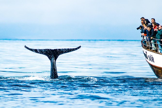 Traditional Oak Ship Whale Watching Tour From Husavik - Staying warm on an Icelandic boat