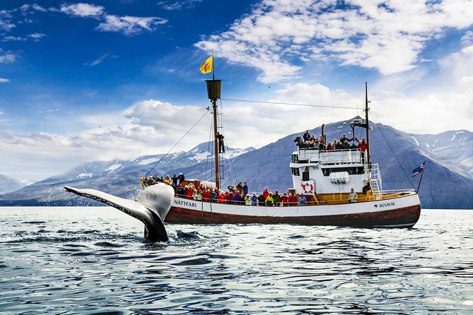 Traditional Oak Ship Whale Watching Tour From Husavik - Humpbacks, dolphins, puffins, and the luck factor