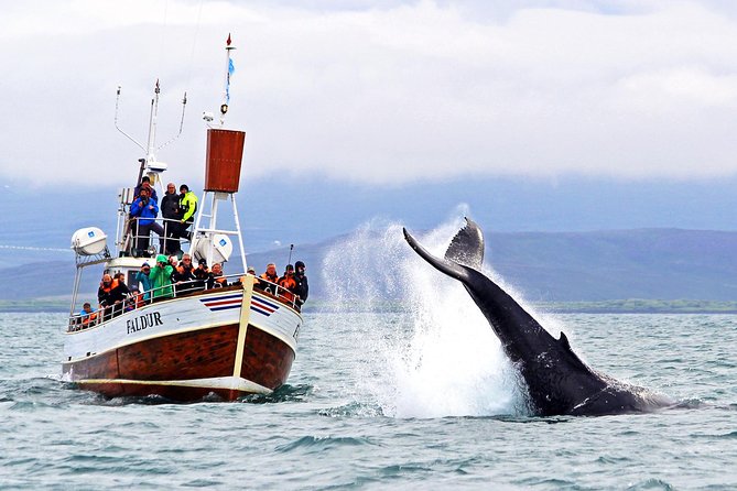 Traditional Whale Watching from Húsavík by Local Family Company - Setting out from Húsavík, Iceland’s whale-watching port