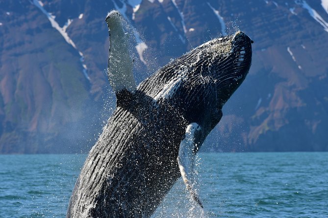 Traditional Whale Watching from Húsavík by Local Family Company - Guides who make the waiting worthwhile
