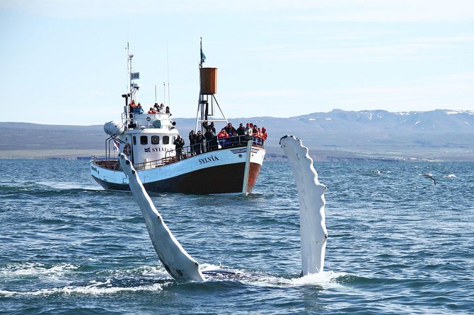 Traditional Whale Watching from Húsavík by Local Family Company - What the weather gear really adds
