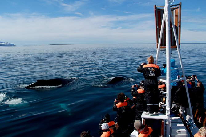 Traditional Whale Watching from Húsavík by Local Family Company - Group size, photography, and the best place to stand