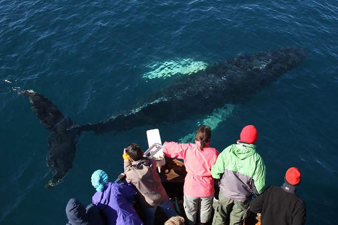 Traditional Whale Watching from Húsavík by Local Family Company - Who will enjoy this Húsavík boat trip?