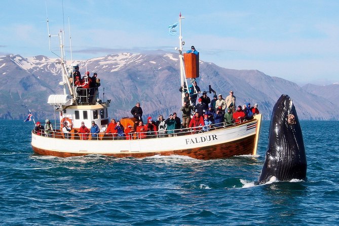 Traditional Whale Watching from Húsavík by Local Family Company - Searching Skjálfandi Bay for whales