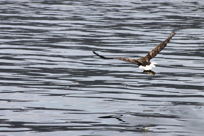 Tromsø: Arctic Fjord Cruise & Fishing Experience - Is the $156.08 price good value?