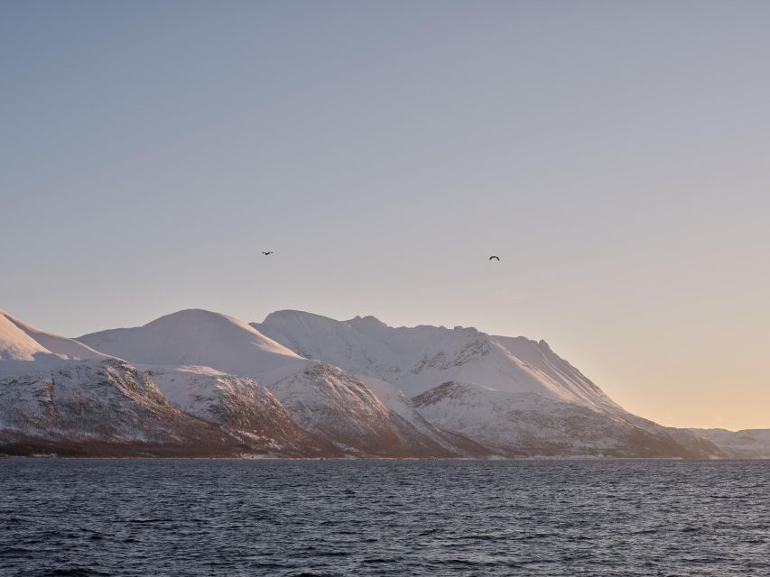 Tromsø: Arctic Fjord Cruise in Polar Landscapes - Warm seats, cold decks, and the best place to sit