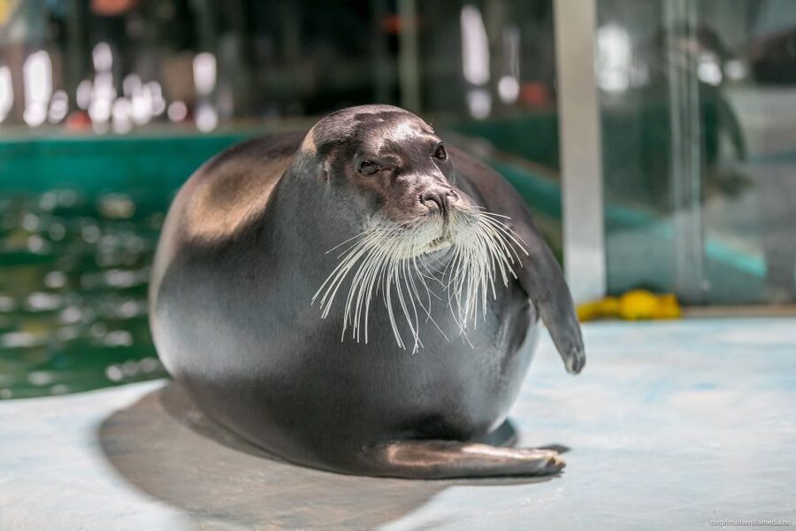 Tromsø: Entrance Ticket to Polaria - Start with the seals, then work through the aquarium