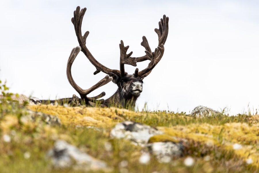 Tromso: Guided Fjord Expedition in Kvaløya with Light Lunch - How much value do you get for $146?