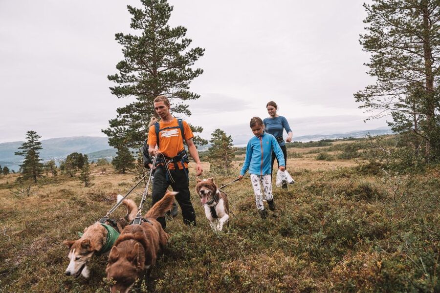 Tromsø: Husky Hike and Puppy Visit with Traditional Lunch - The hike, where the huskies do some of the work