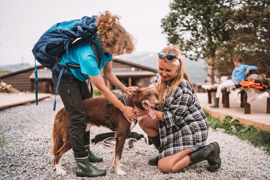 Tromsø: Husky Hike and Puppy Visit with Traditional Lunch - Is $146 a fair price?