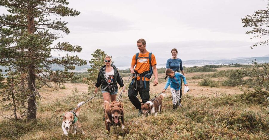 Tromsø: Husky Hike and Puppy Visit with Traditional Lunch - Meeting the 200 Alaskan Huskies