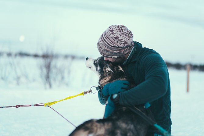 Tromso Husky Self-Drive Sledding with Cake and Drink in Lavvu - Meeting 130 Alaskan Huskies before the run