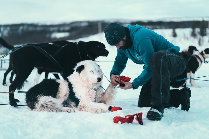 Tromso Husky Self-Drive Sledding with Cake and Drink in Lavvu - Seventy to 80 minutes on the Arctic trail