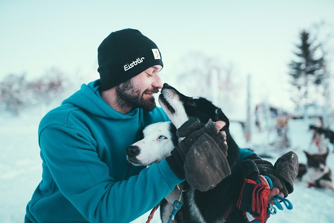 Tromso Husky Self-Drive Sledding with Cake and Drink in Lavvu - Timing, weather, and practical concerns