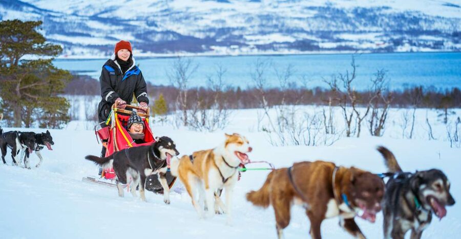 Tromsø: Husky Sled Self-Drive with Traditional Lunch - Key things to know before you book