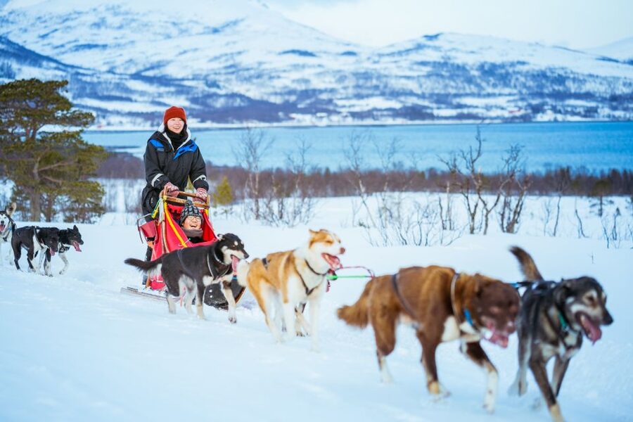 Tromsø: Husky Sled Self-Drive with Traditional Lunch - Should you book the Tromsø husky self-drive?