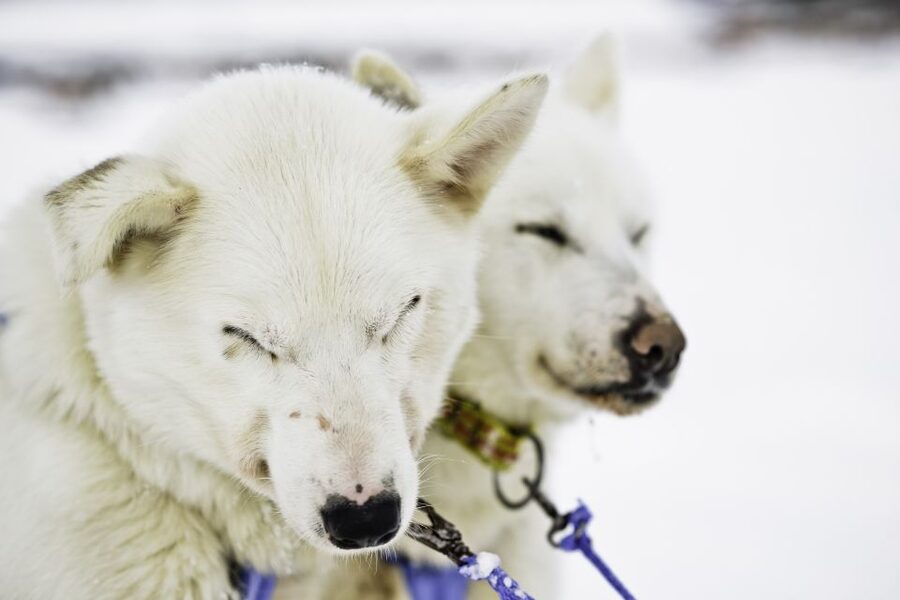 Tromsø: Husky Sled Self-Drive with Traditional Lunch - From Tromsø city center to the husky camp