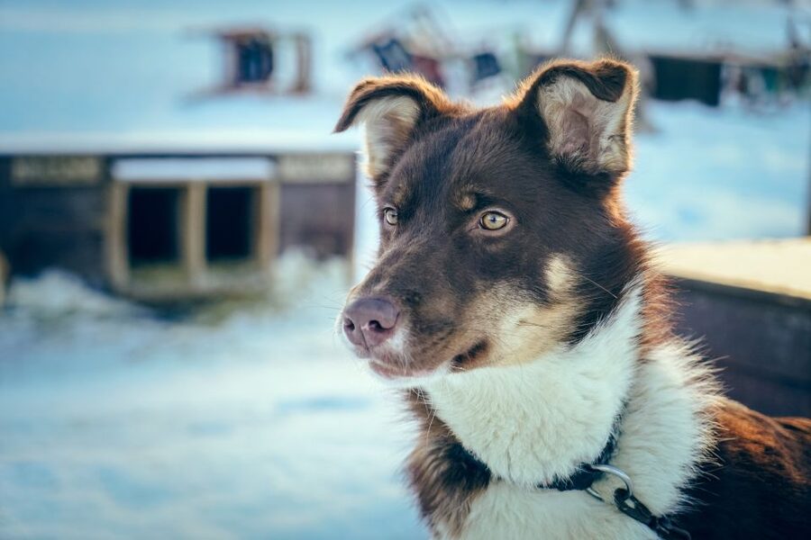 Tromsø: Husky Sled Self-Drive with Traditional Lunch - Swapping places and helping the team uphill