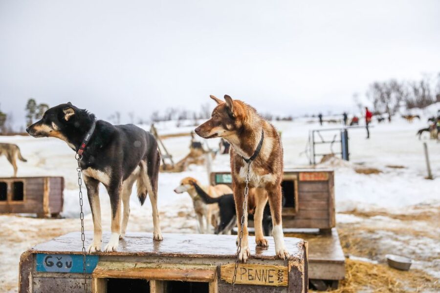 Tromsø: Husky Sled Self-Drive with Traditional Lunch - Learning to mush before the dogs run