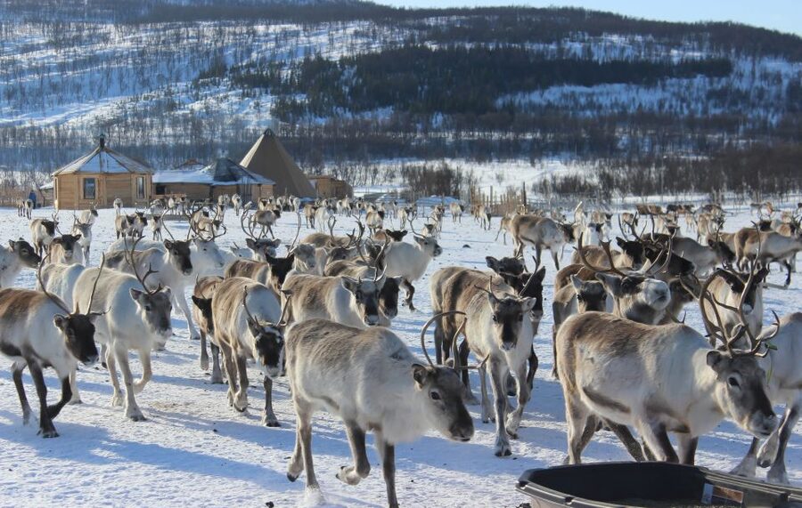 Tromsø: Reindeer Camp and Sami Cultural Tour with Lunch - Arriving at a working reindeer camp