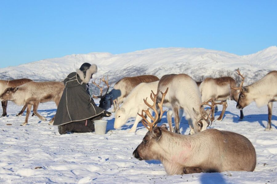 Tromsø: Reindeer Camp and Sami Cultural Tour with Lunch - Reindeer stew, vegetarian soup, and hot chocolate