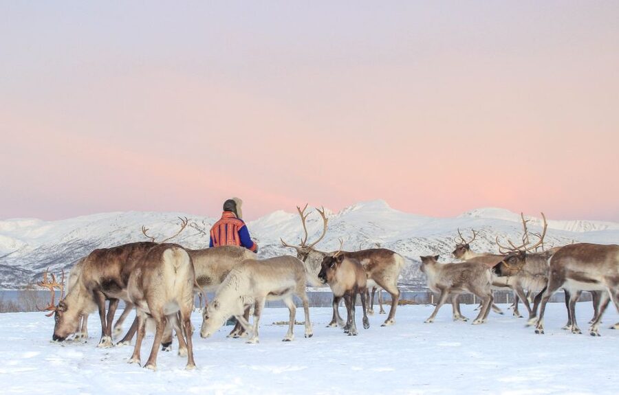 Tromsø: Reindeer Camp and Sami Cultural Tour with Lunch - Is the $141 price fair?