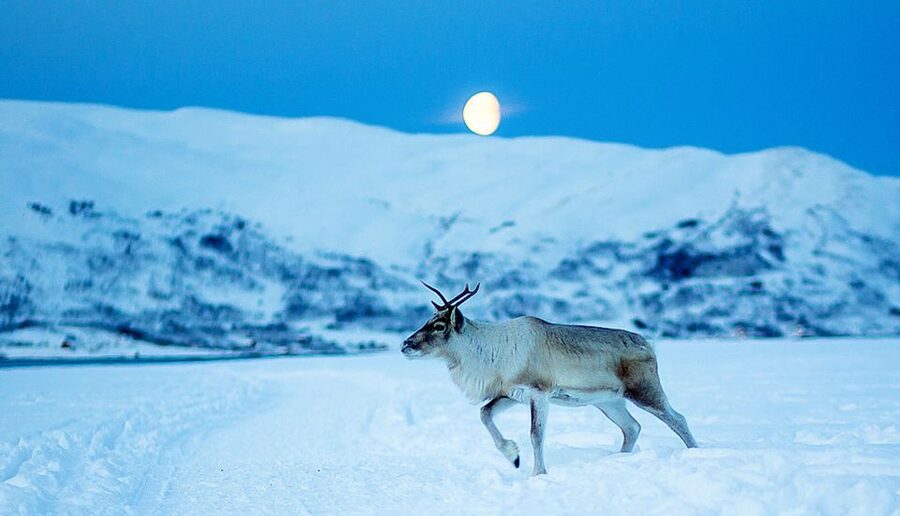 Tromsø: Reindeer Camp Dinner with Chance of Northern Lights - A three-course Sámi dinner in the gamme