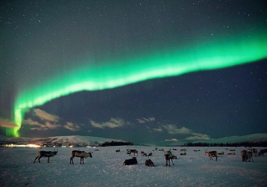 Tromsø: Reindeer Camp Dinner with Chance of Northern Lights - Feeding a herd in the dark