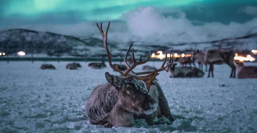 Tromsø: Reindeer Sled, Dinner, and Chance of Northern Lights - Feeding the reindeer by hand