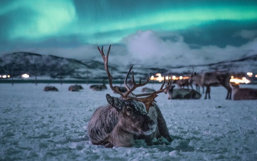 Tromsø: Reindeer Sled, Dinner, and Chance of Northern Lights - Leaving Tromsø at 6 p.m.