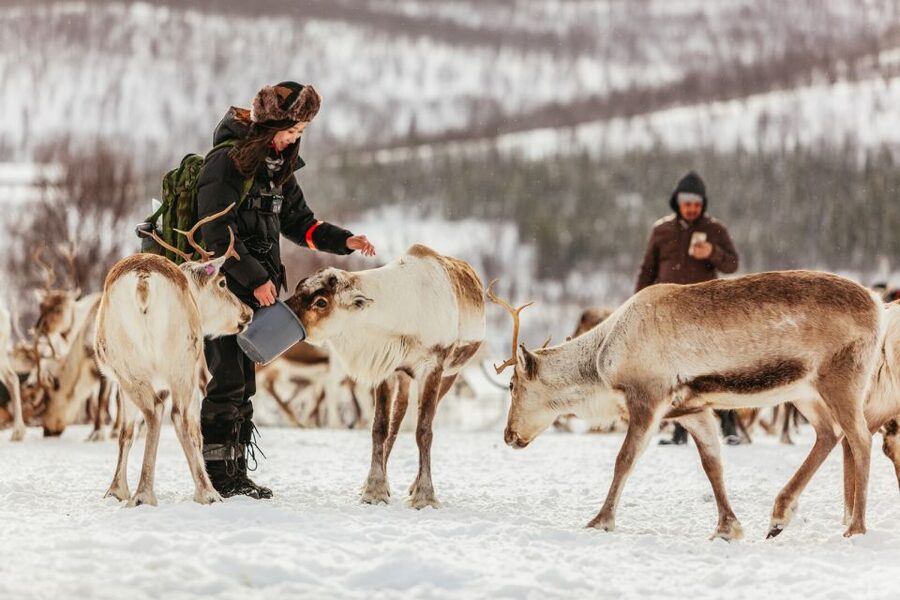Tromsø: Reindeer Sledding & Feeding with a Sami Guide - Key points at a glance