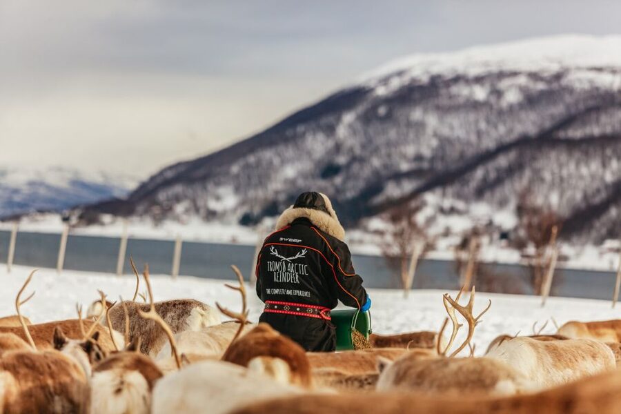 Tromsø: Reindeer Sledding & Feeding with a Sami Guide - Small practical details before you book