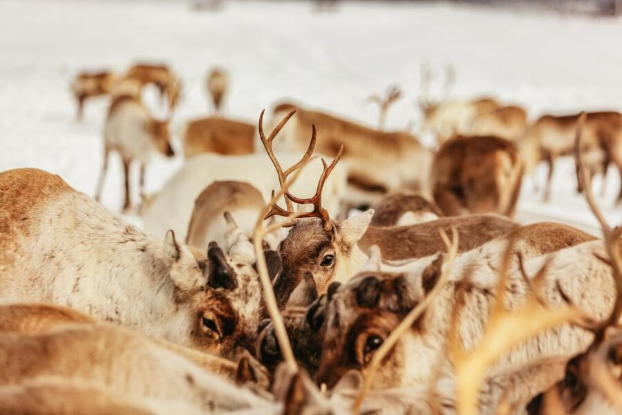Tromsø: Reindeer Sledding & Feeding with a Sami Guide - From Tromsø bus terminal to the reindeer camp