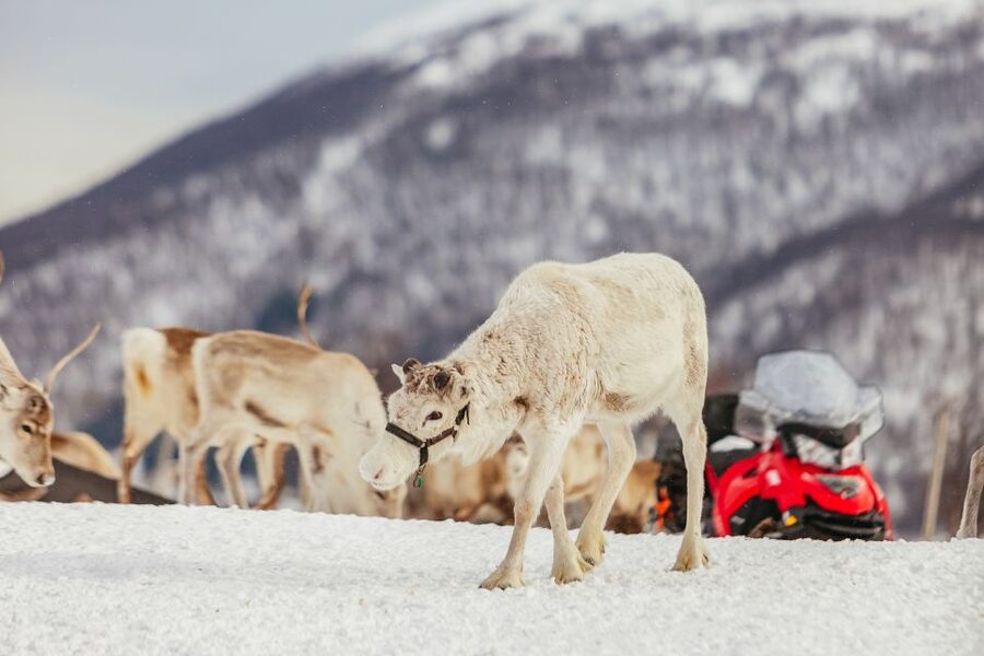 Tromsø: Reindeer Sledding & Feeding with a Sami Guide - Taking the reindeer sled through the snow