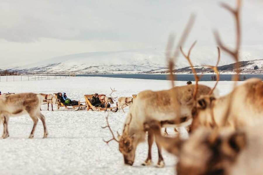 Tromsø: Reindeer Sledding & Feeding with a Sami Guide - Warming up inside the lavuu
