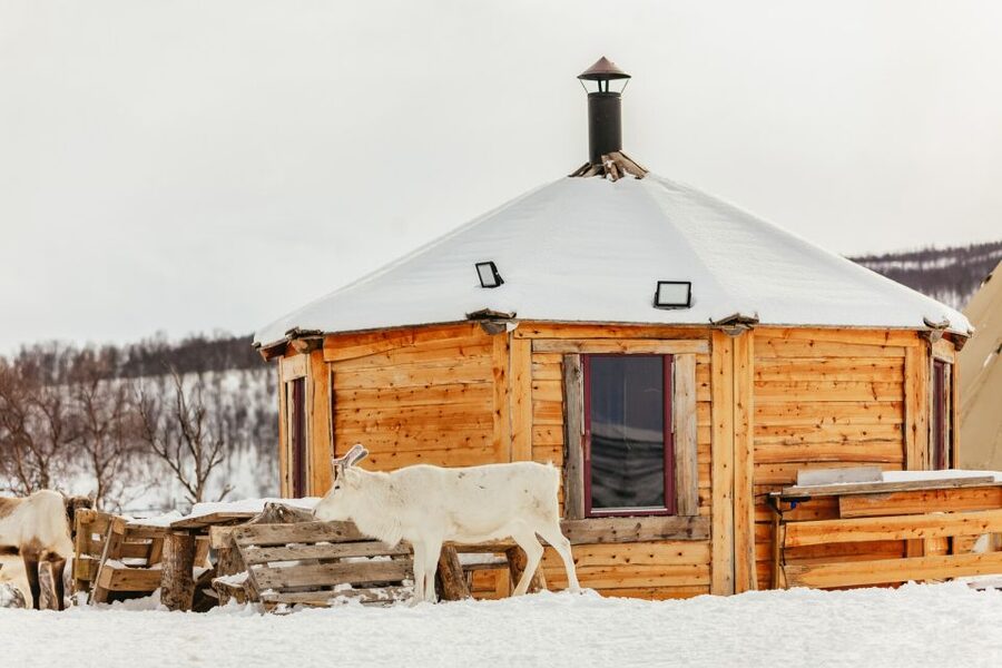 Tromsø: Reindeer Sledding & Feeding with a Sami Guide - What the $198 price includes