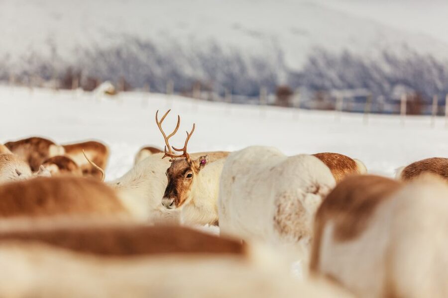 Tromsø: Reindeer Sledding & Feeding with a Sami Guide - Cold-weather preparation that really matters
